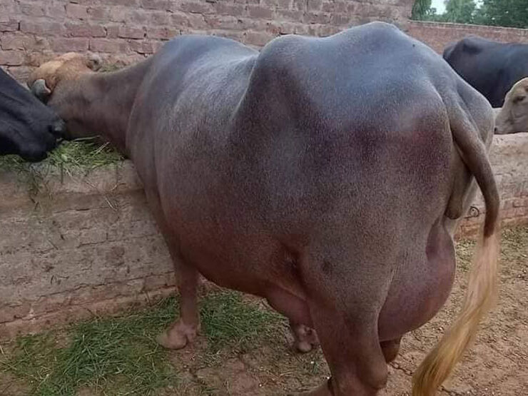 Sahiwal Buffalo  A Treasure of Pakistan's Livestock Heritage